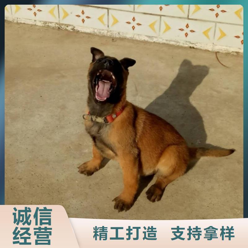 马犬性格怎么样？（CKU认证犬舍）