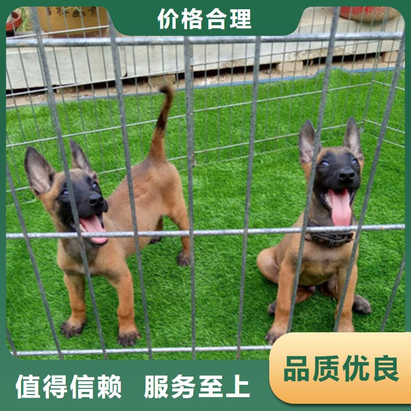 山东【马犬】带血统证明