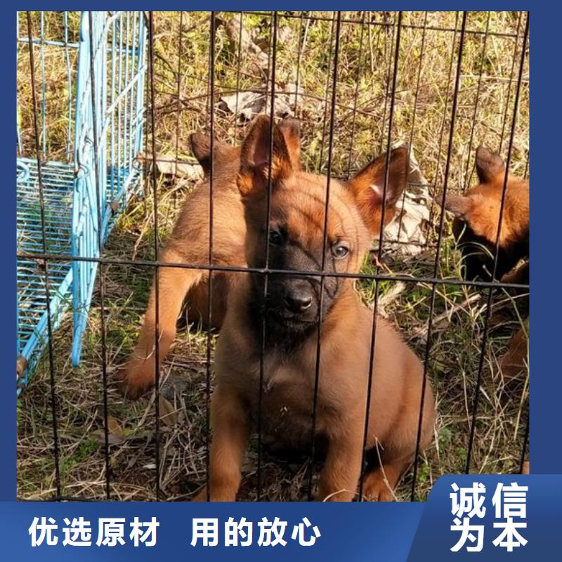 【马犬】带血统证明