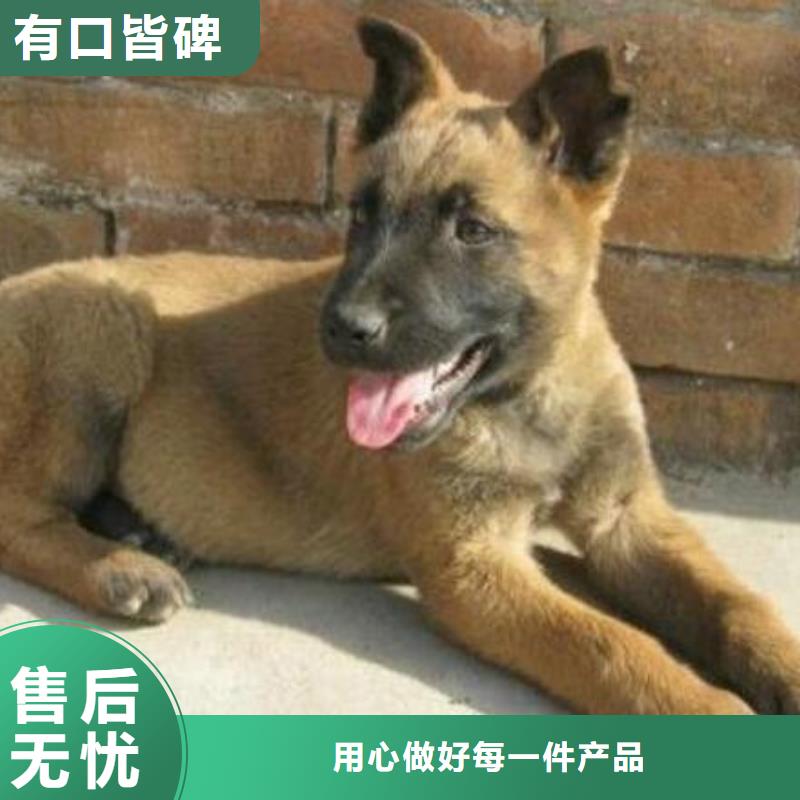 马犬性格怎么样？（CKU认证犬舍）