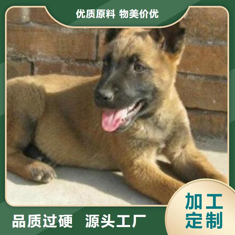 【马犬】带血统证明