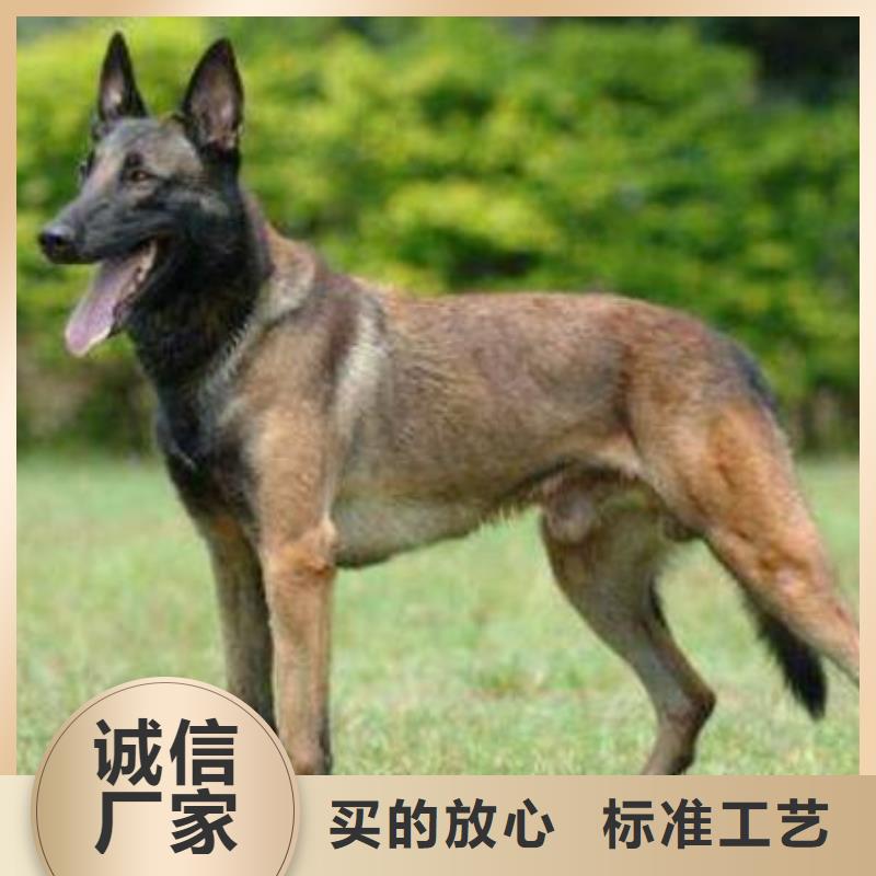 【图】【红马犬】性格怎么样？【CKU认证犬舍】