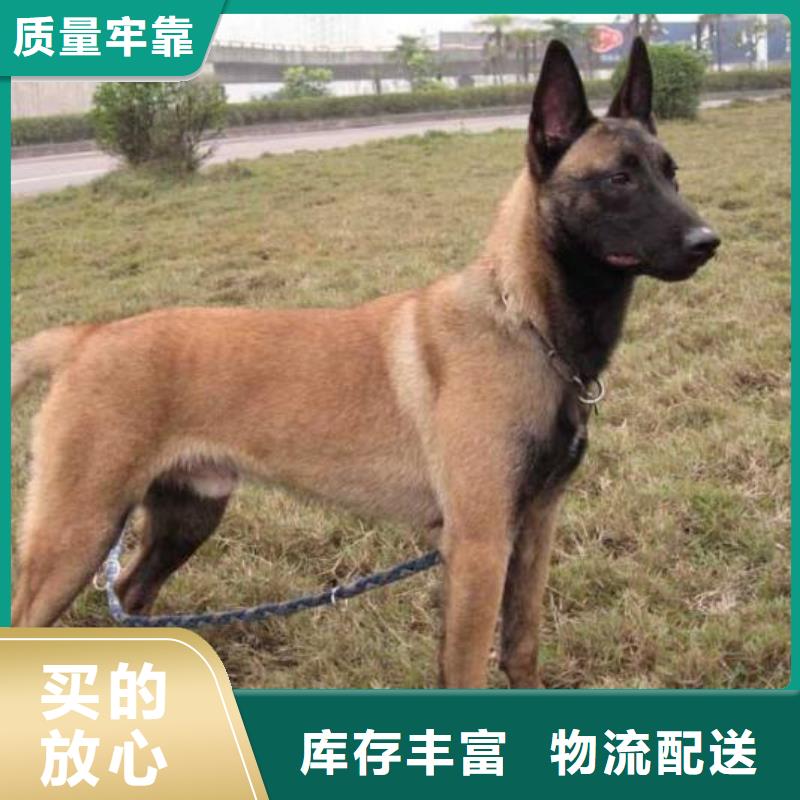 【图】【红马犬】性格怎么样？【CKU认证犬舍】