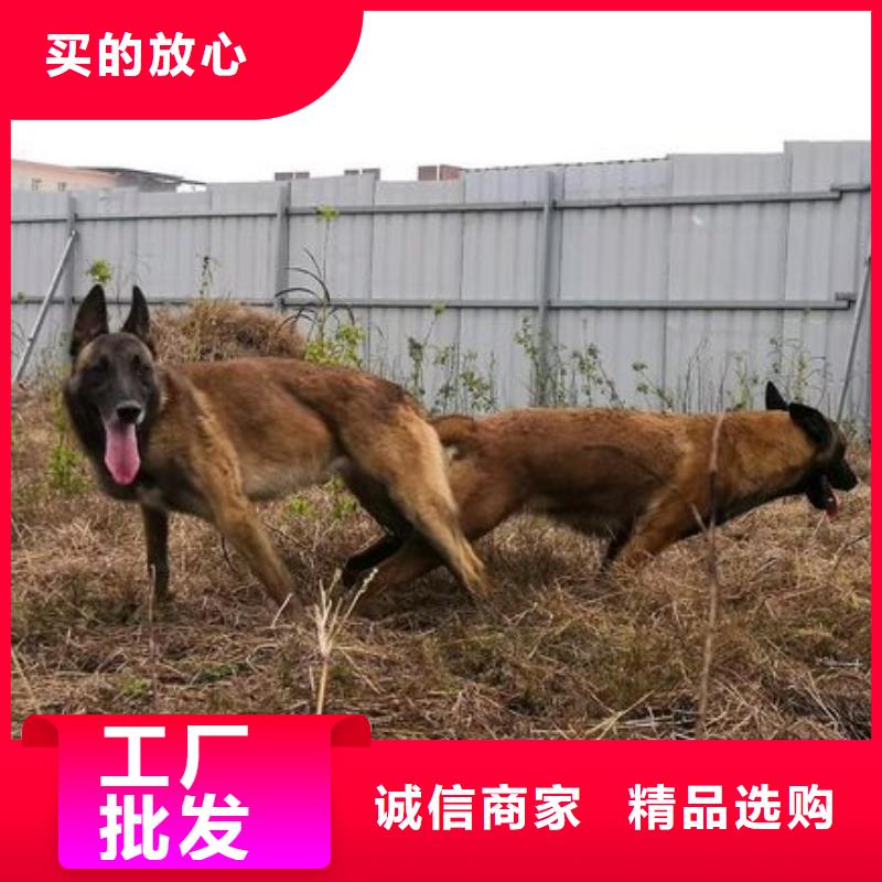 马犬性格怎么样？（CKU认证犬舍）