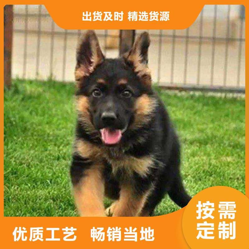 【德国牧羊犬马犬好品质用的放心】