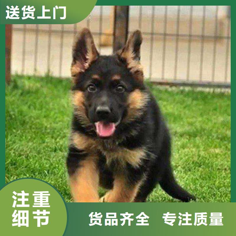 德国牧羊犬罗威纳犬厂家大量现货