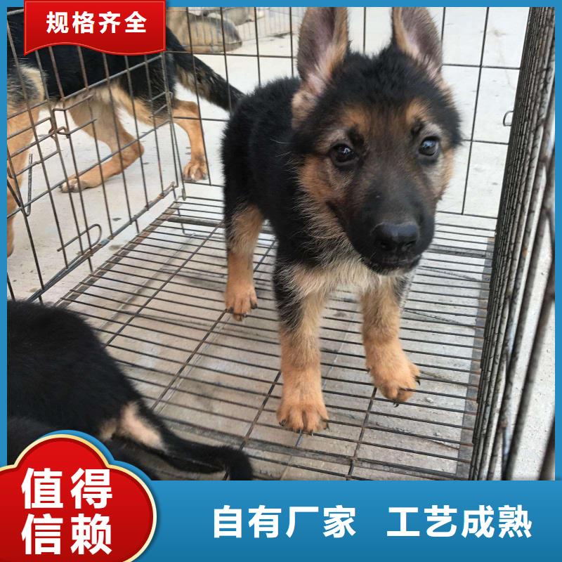 【德国牧羊犬】介绍