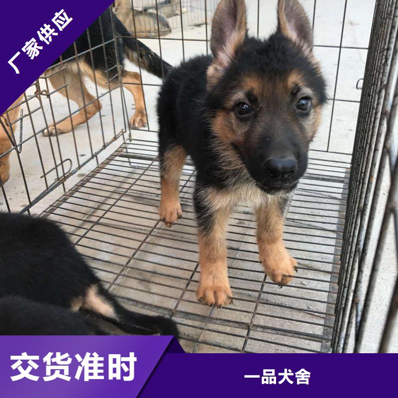 德国牧羊犬,【卡斯罗犬】免费寄样