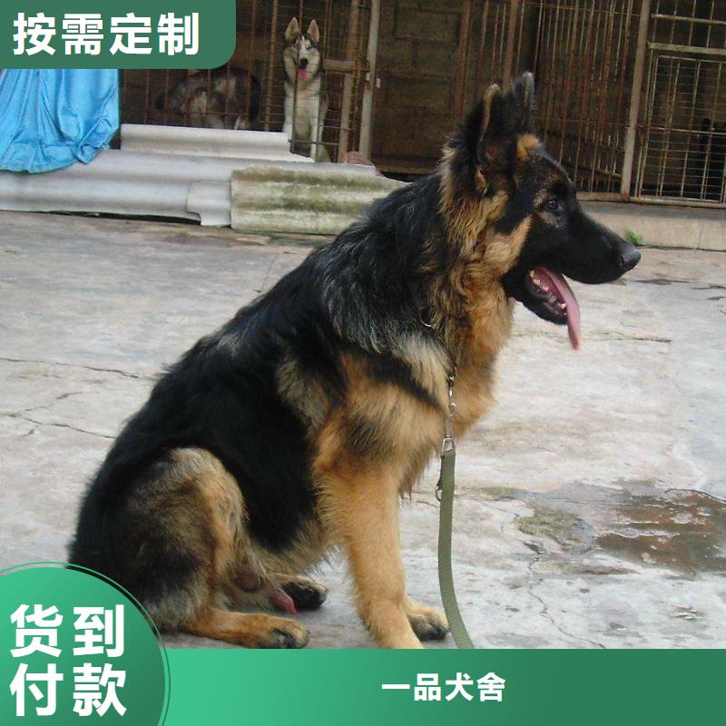 【德国牧羊犬】比特犬N年生产经验