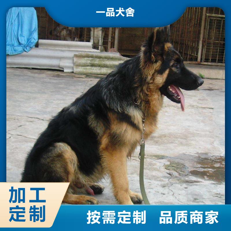 德国牧羊犬比特犬现货充裕