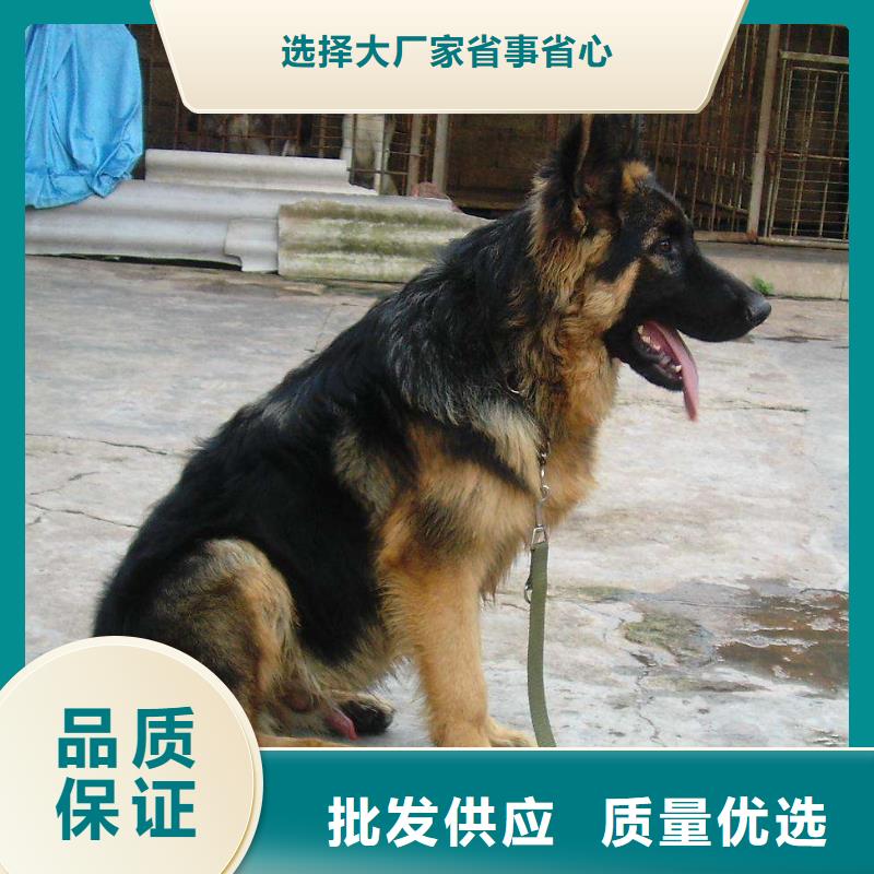 德国牧羊犬马犬支持大批量采购