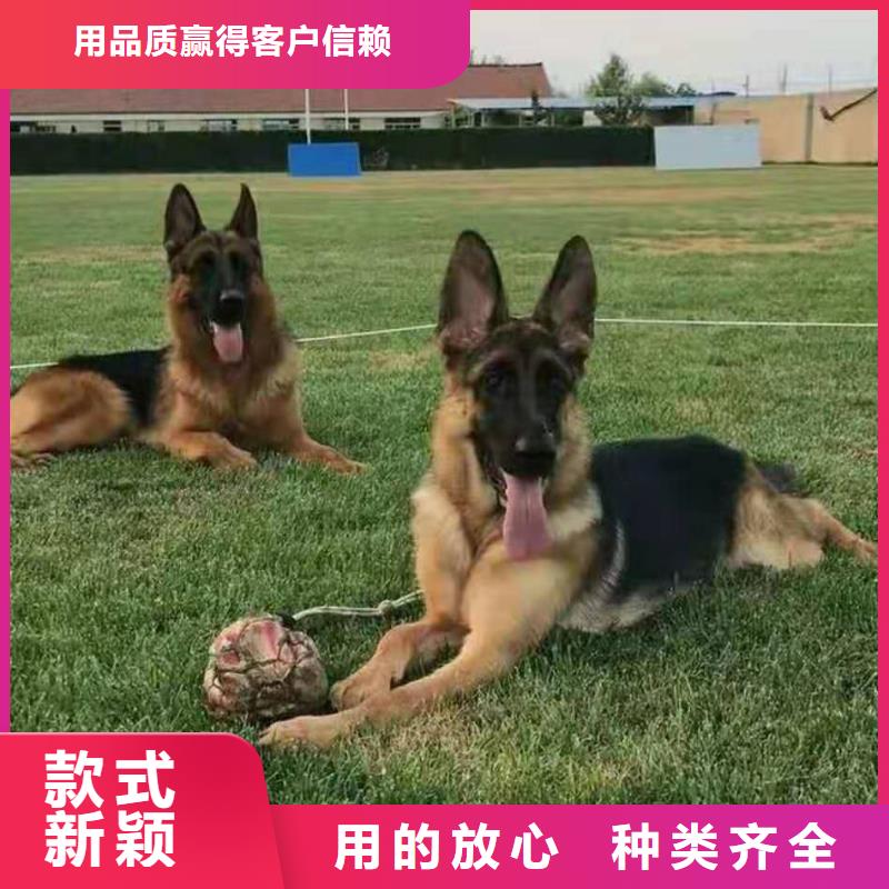 【德国牧羊犬高加索犬卓越品质正品保障】