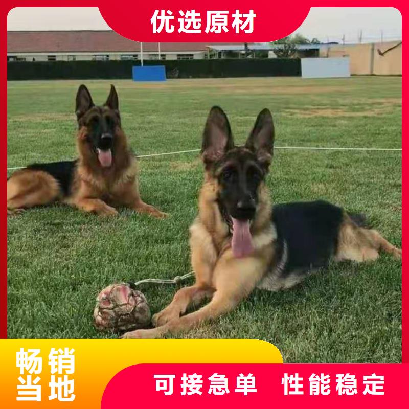 【德国牧羊犬】德牧犬高性价比