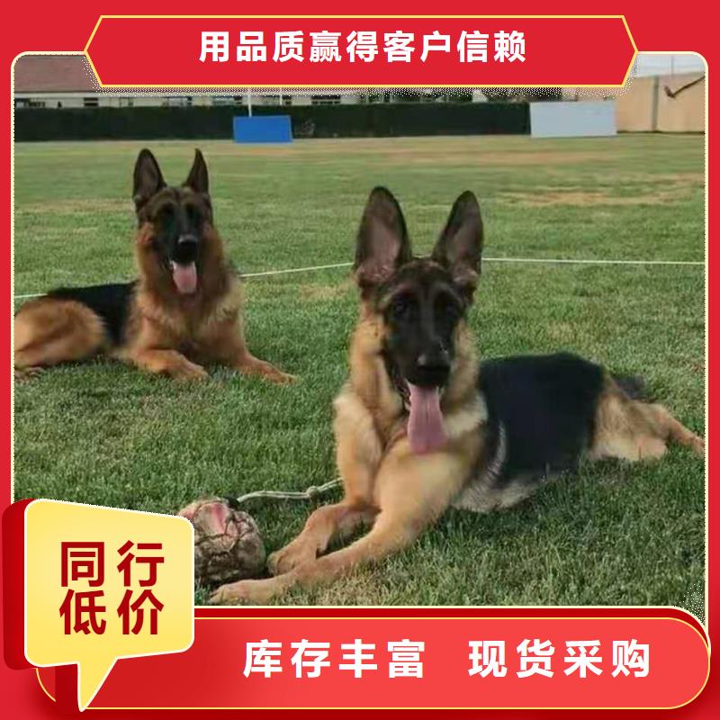 德国牧羊犬马犬精选优质材料