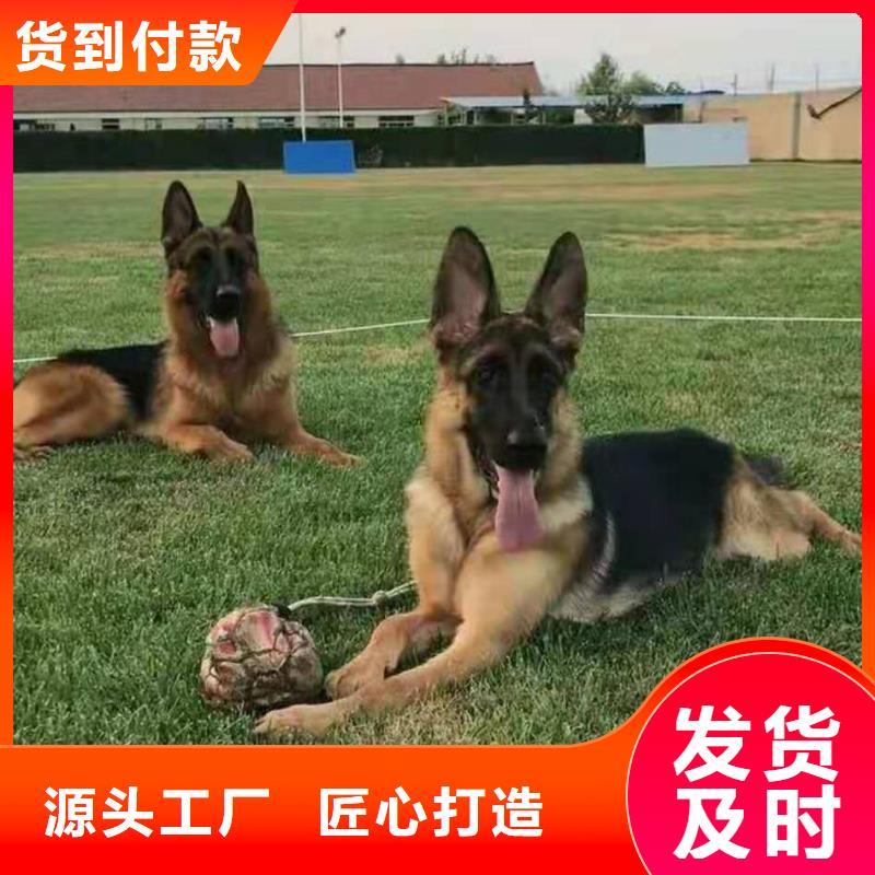 德国牧羊犬罗威纳犬设计制造销售服务一体