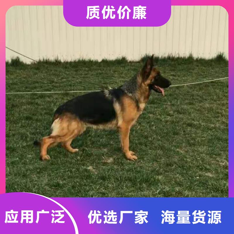 德国牧羊犬-杜宾犬厂家直发