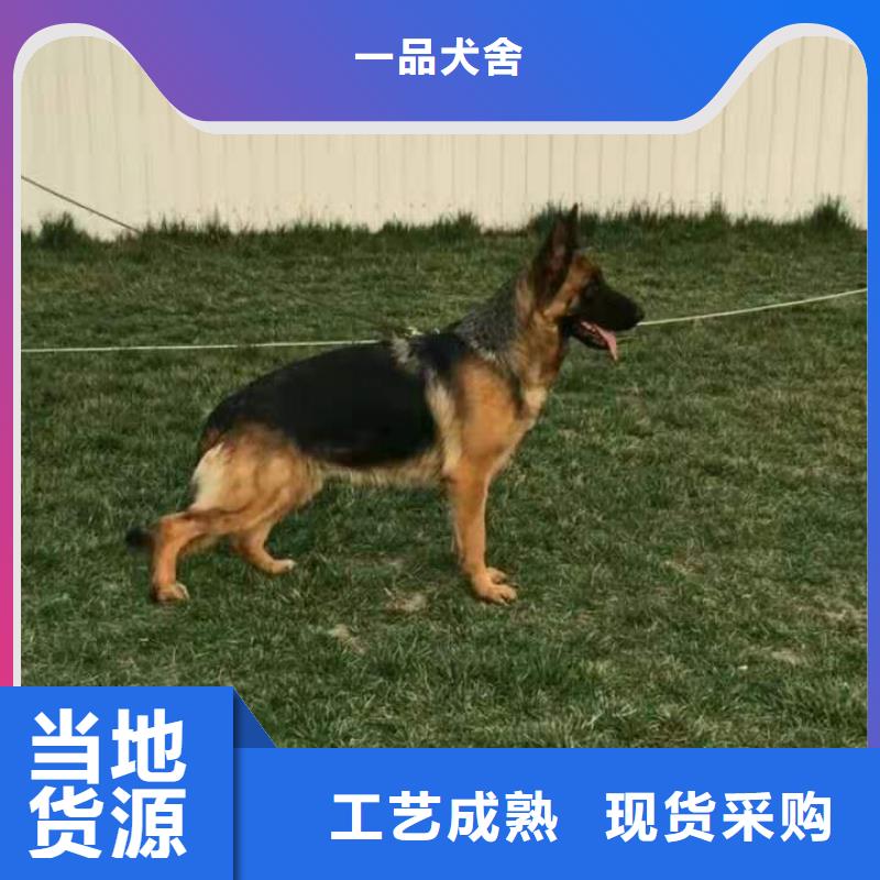 德国牧羊犬,【卡斯罗犬】优良工艺