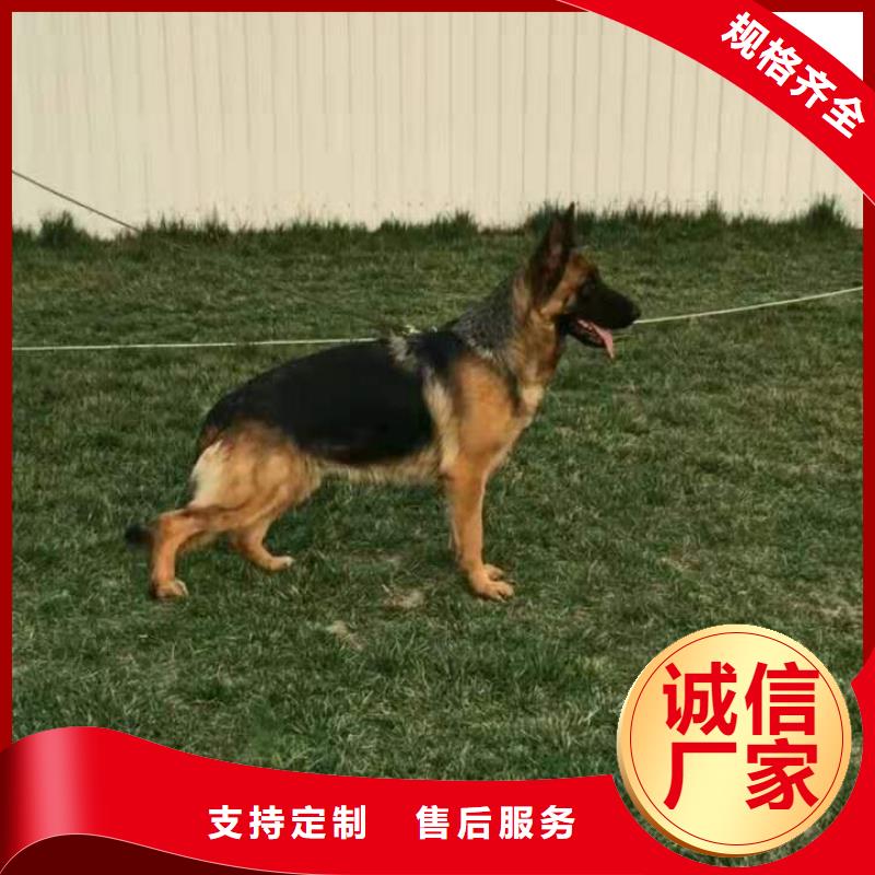 德国牧羊犬_马犬满足多种行业需求