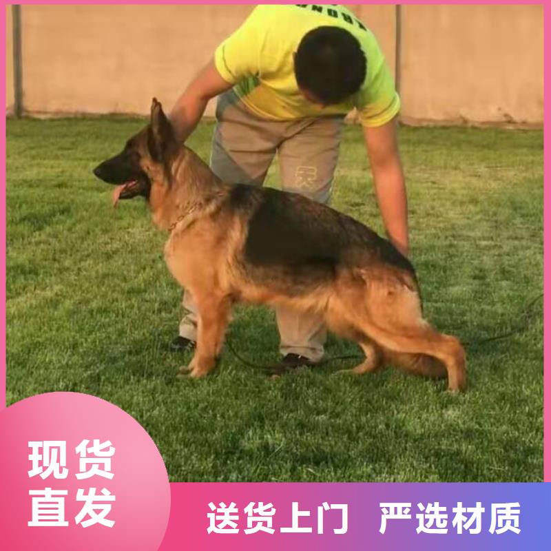 【德国牧羊犬马犬好品质用的放心】