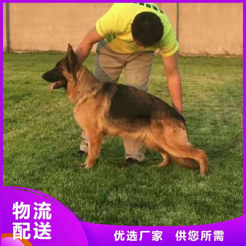 【德国牧羊犬比特犬定制速度快工期短】