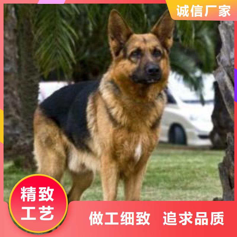 德国牧羊犬,【卡斯罗犬】优良工艺