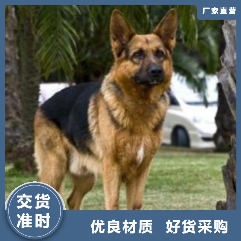 【德国牧羊犬】_马犬厂家规格全