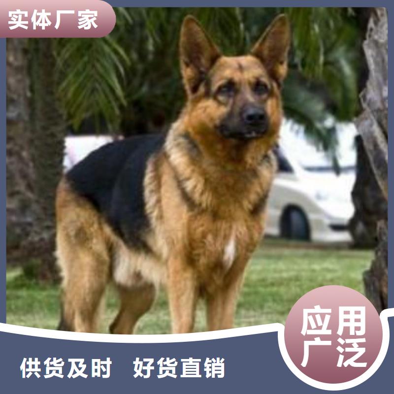 德国牧羊犬_比特犬好品质经得住考验