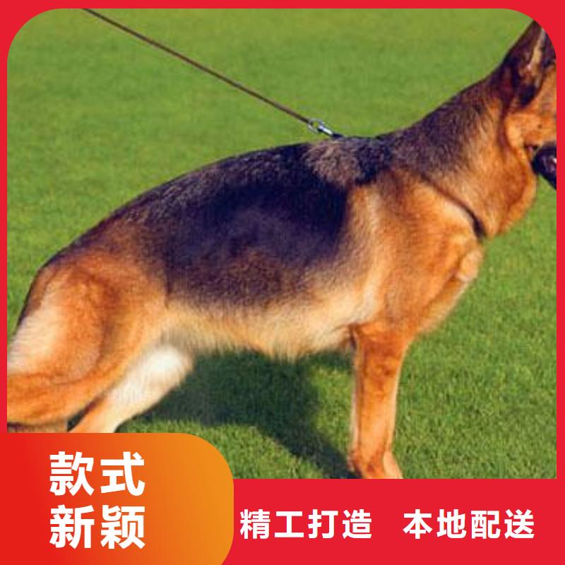 【德国牧羊犬高加索犬现货销售】