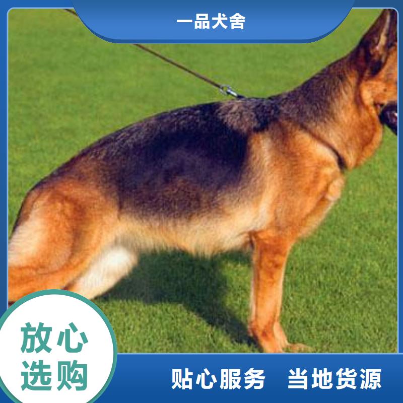 【德国牧羊犬】比特犬N年生产经验