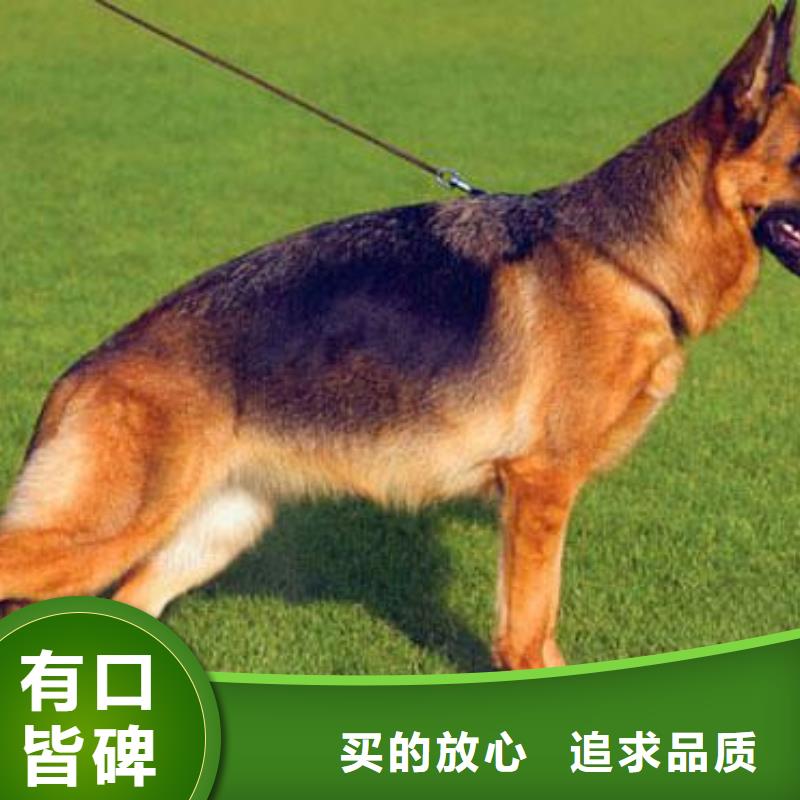 【德国牧羊犬高加索犬卓越品质正品保障】