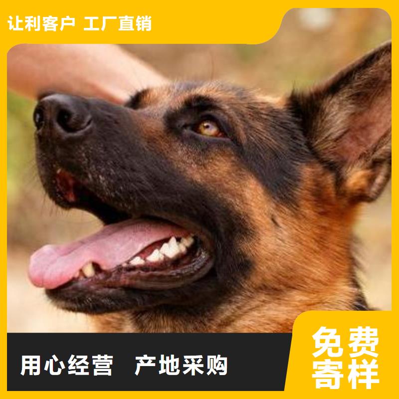 德国牧羊犬-黑狼品质服务