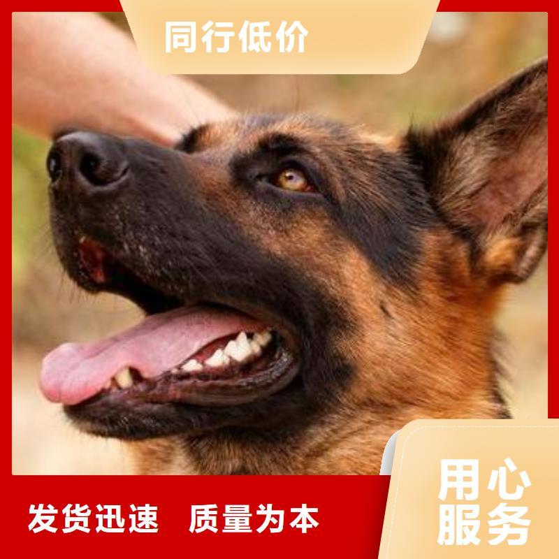 德国牧羊犬比特犬现货充裕