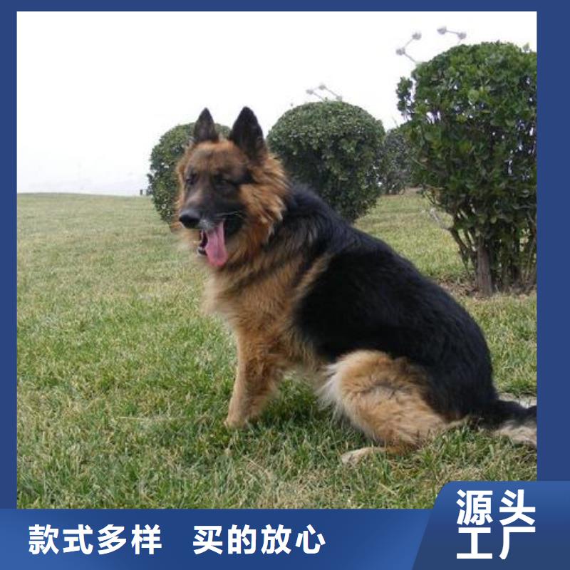 【德国牧羊犬】_马犬厂家规格全