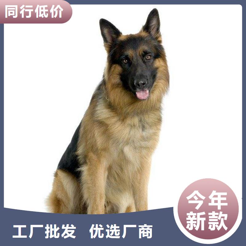 【德国牧羊犬】德牧犬高性价比