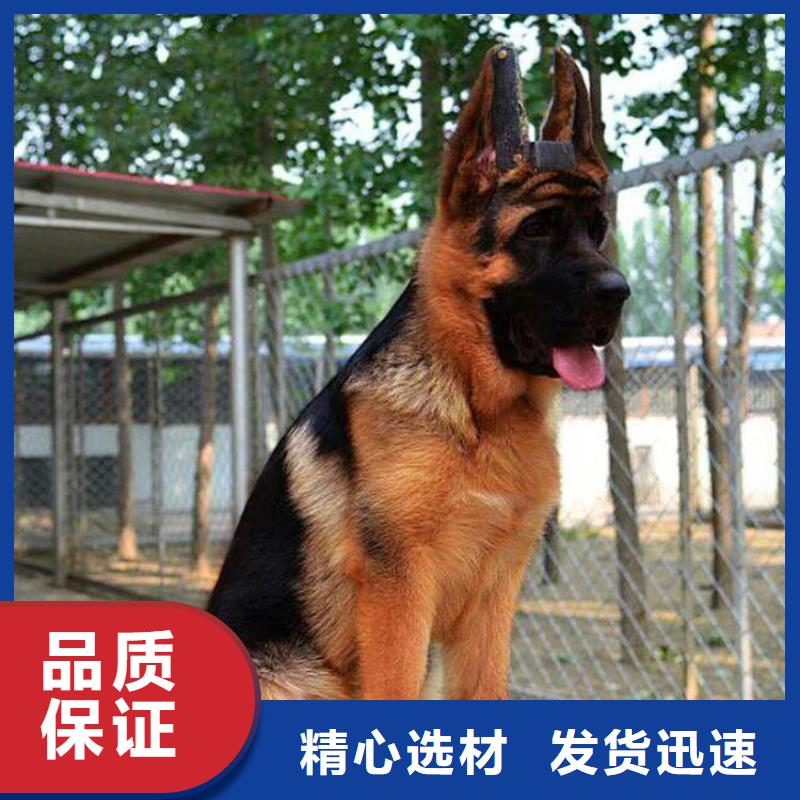 【德国牧羊犬】比特犬N年生产经验