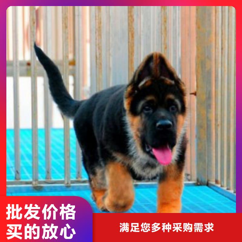 【德国牧羊犬拉布拉多犬全新升级品质保障】