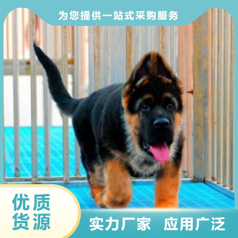 【德国牧羊犬】介绍