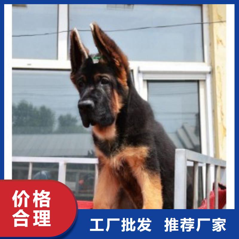 德国牧羊犬比特犬现货充裕