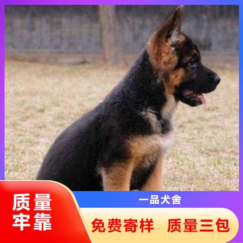 德国牧羊犬卡斯罗犬品质信得过