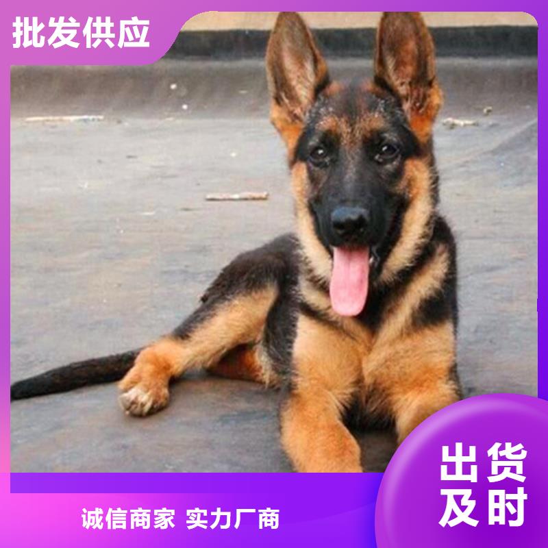 德国牧羊犬高加索犬专业生产N年