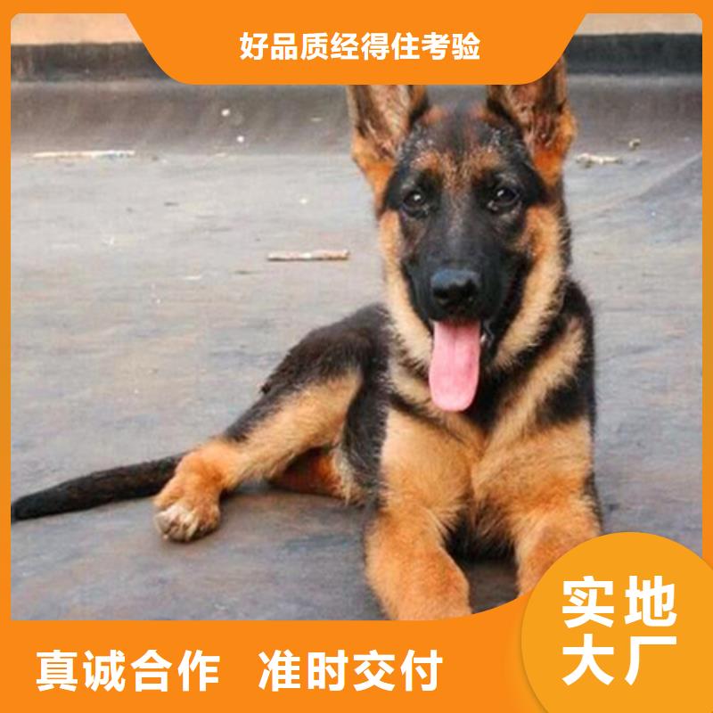 【德国牧羊犬】德牧犬支持定制贴心售后