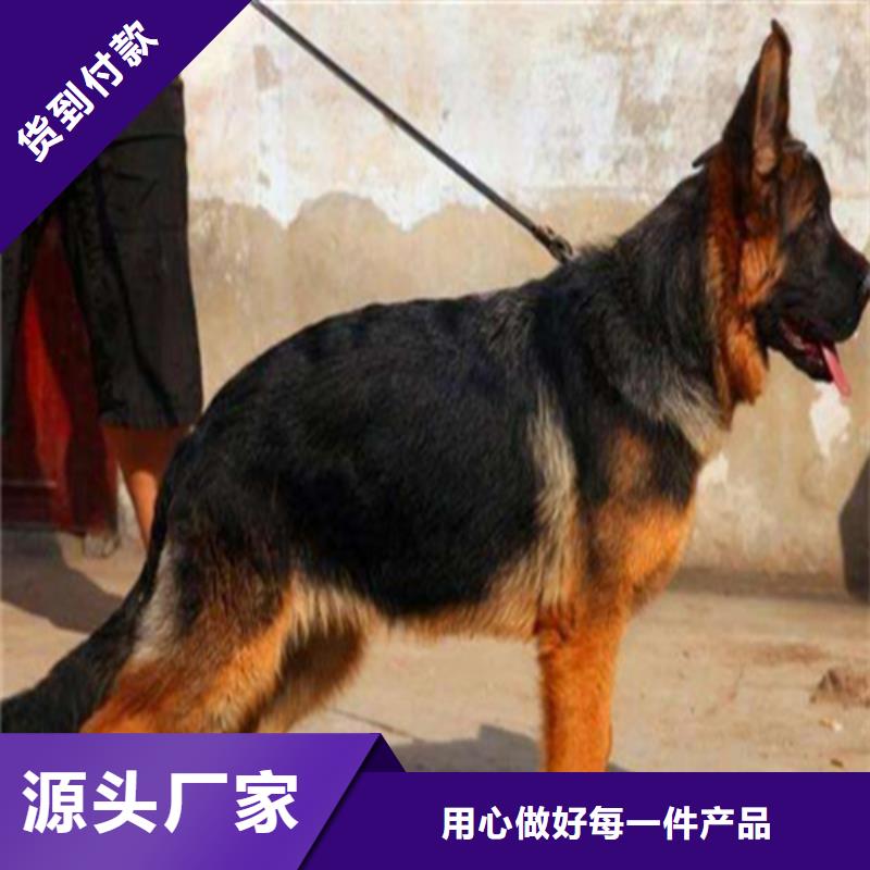 德国牧羊犬高加索犬品牌大厂家