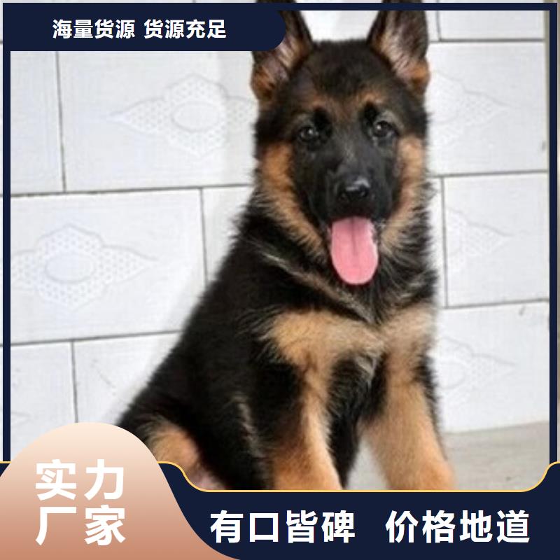 德国牧羊犬德牧犬质量层层把关