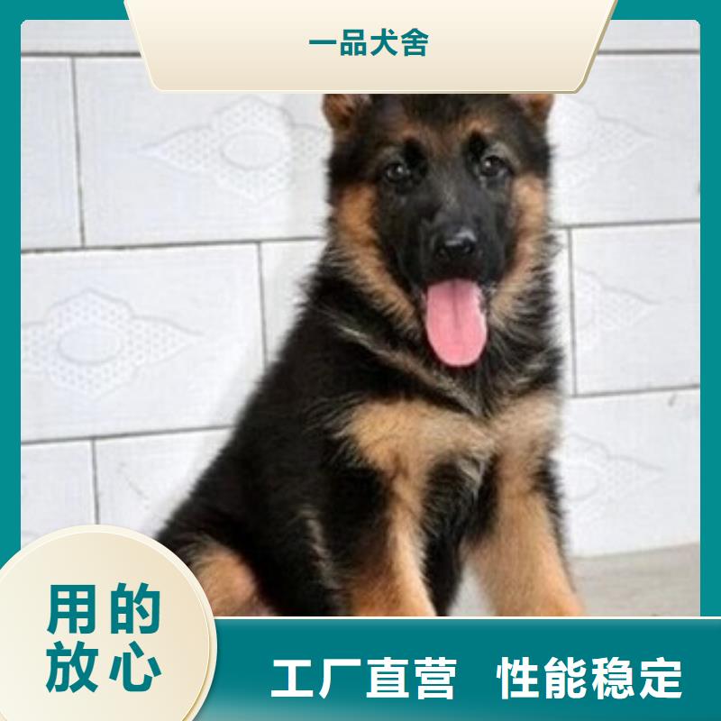 德国牧羊犬高加索犬诚信商家