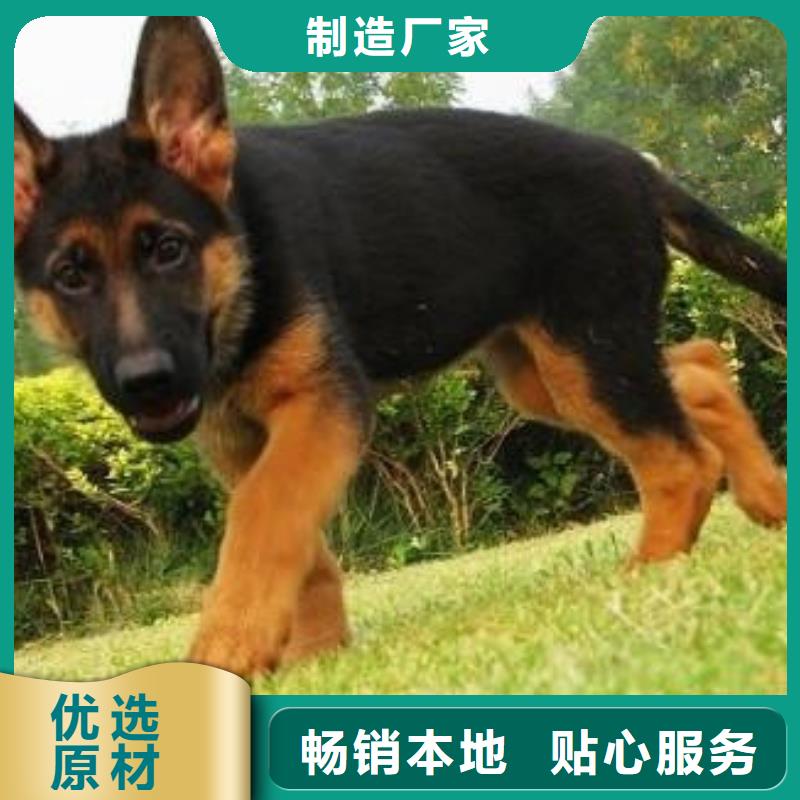 【德国牧羊犬】血统纯正