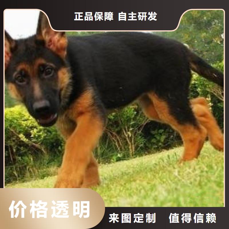 德国牧羊犬,【卡斯罗犬】免费寄样