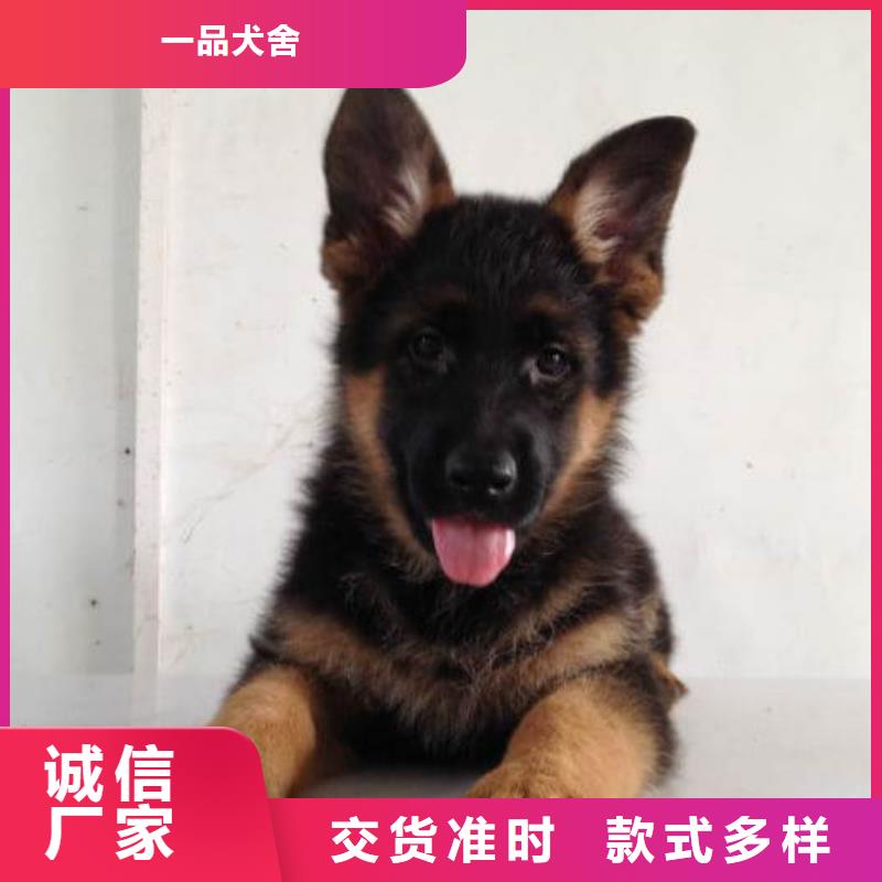 【德国牧羊犬拉布拉多犬全新升级品质保障】