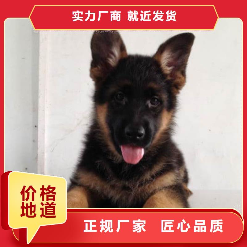 德国牧羊犬高加索犬专业生产N年