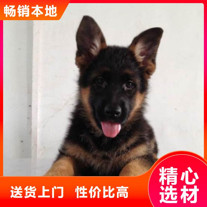 德国牧羊犬杜宾犬源厂供货