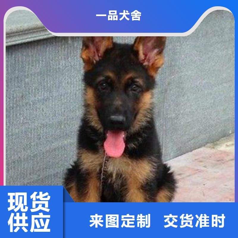 【德国牧羊犬高加索犬现货销售】